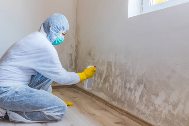 Licensed Commercial Mold Remediation service in Ward, CO - WQB Mold Removal