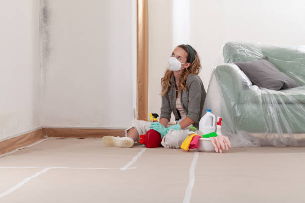 Reliable Commercial Mold Remediation contractor in Ward, CO by WQB Mold Removal