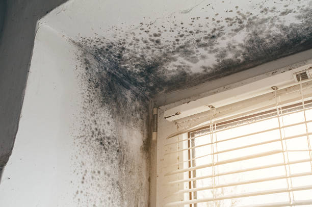 Affordable Commercial Mold Remediation solutions in Ward, CO