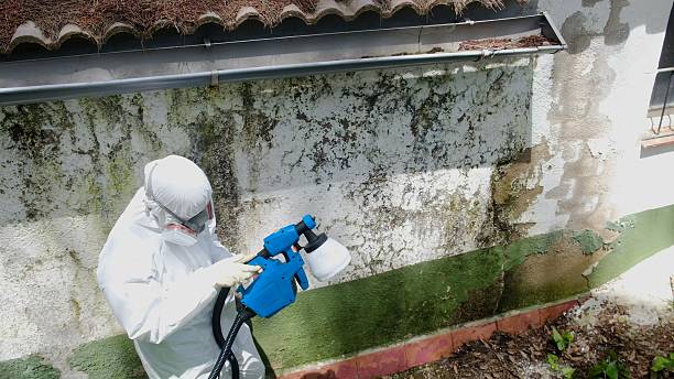 Top rated local Commercial Mold Remediation specialists in Ward, CO